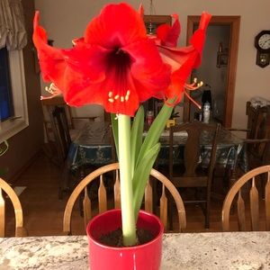 Meet your Posher, Diane